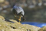 Wandering Tattlerborder=